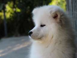 SAMOJEDI &scaron;tenci 