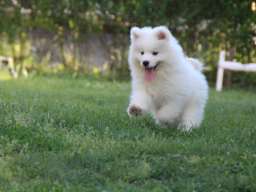 SAMOJEDI &scaron;tenci 