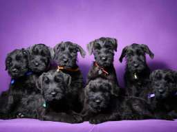 Veliki crni &Scaron;NAUCERI 