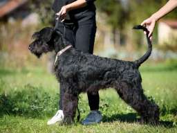 Veliki crni &Scaron;NAUCERI 