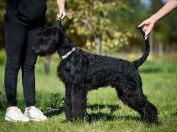 Veliki crni &Scaron;NAUCERI 