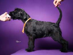 Veliki crni &Scaron;NAUCERI 