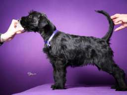 Veliki crni &Scaron;NAUCERI 