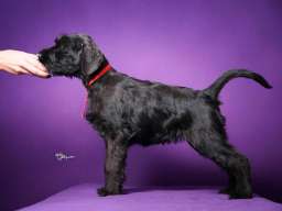 Veliki crni &Scaron;NAUCERI 