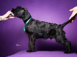 Veliki crni &Scaron;NAUCERI 