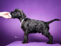 Veliki crni &Scaron;NAUCERI 