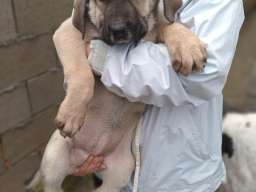 Bandog stenci na prodaju