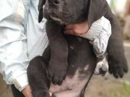 Bandog stenci na prodaju