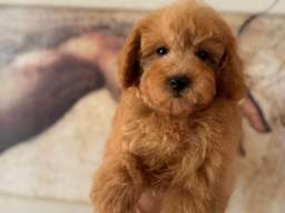 Dva preslatka &scaron;teneta traže svoj zauvek dom