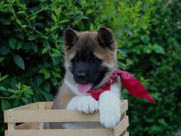 Americka Akita stenci