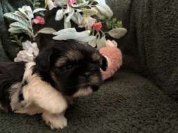 Prelepi Shih Tzu &scaron;tenci 