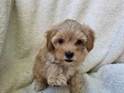 Maltipoo stenci spremni su za preuzimanje 