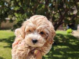 Maltipoo stenci