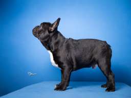 Francuski Buldog prelepi stenci