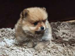 &Scaron;tenci pomeranskog &scaron;pica prelepog krzna 