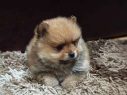 &Scaron;tenci pomeranskog &scaron;pica prelepog krzna 