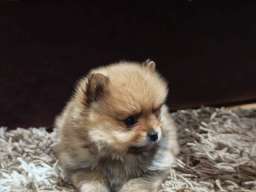 &Scaron;tenci pomeranskog &scaron;pica prelepog krzna 