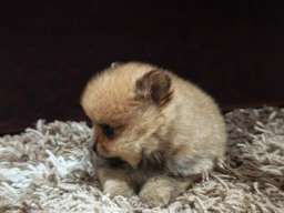 &Scaron;tenci pomeranskog &scaron;pica prelepog krzna 