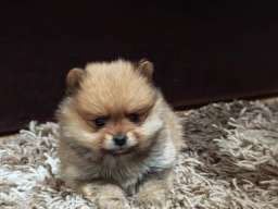 &Scaron;tenci pomeranskog &scaron;pica prelepog krzna 