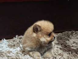 &Scaron;tenci pomeranskog &scaron;pica prelepog krzna 