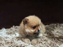 &Scaron;tenci pomeranskog &scaron;pica prelepog krzna 