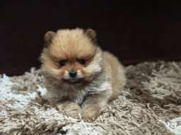 &Scaron;tenci pomeranskog &scaron;pica prelepog krzna 