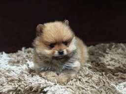 &Scaron;tenci pomeranskog &scaron;pica prelepog krzna 