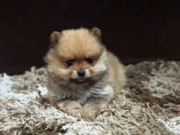 &Scaron;tenci pomeranskog &scaron;pica prelepog krzna 