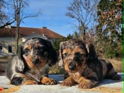 Dugodlaki jazavičar