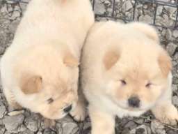 Chow chow prelepi krem stenci 