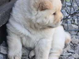 Chow chow prelepi krem stenci 