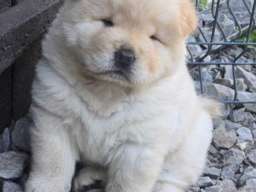 Chow chow prelepi krem stenci 