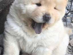 Chow chow prelepi krem stenci 
