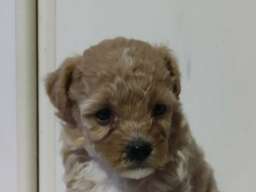 Maltipoo prelepi &scaron;tenci