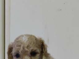 Maltipoo prelepi &scaron;tenci