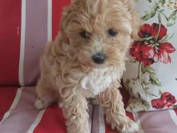 Maltipoo prelepi &scaron;tenci