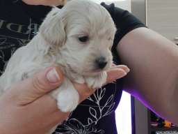 Maltipoo prelepi &scaron;tenci