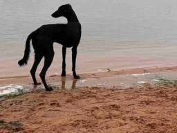 Saluki &scaron;tenci, jedinstvena prilika 