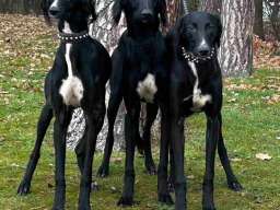 Saluki &scaron;tenci, jedinstvena prilika 