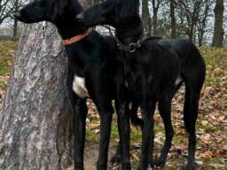 Saluki &scaron;tenci, jedinstvena prilika 