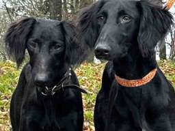 Saluki &scaron;tenci, jedinstvena prilika 