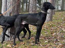 Saluki &scaron;tenci, jedinstvena prilika 