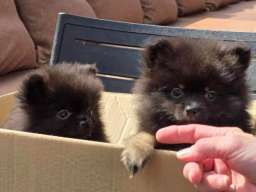 Na prodaju preslatki pomeranci 