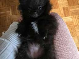 Na prodaju preslatki pomeranci 