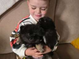 Na prodaju preslatki pomeranci 