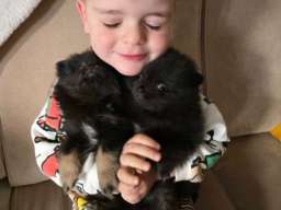 Na prodaju preslatki pomeranci 