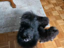 Na prodaju preslatki pomeranci 