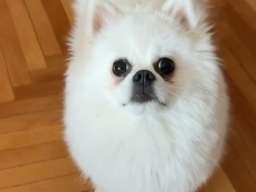 Na prodaju preslatki pomeranci 