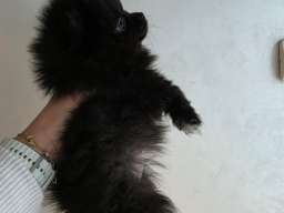 Na prodaju preslatki pomeranci 