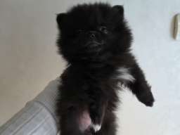 Na prodaju preslatki pomeranci 